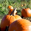 2008-10-07 (031).jpg